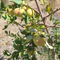 خریداری و برش چوب مرکبات و سایر درختان مجاز