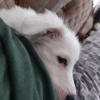 سگ اشپیتز|سگ|اصفهان, بهارستان|دیوار