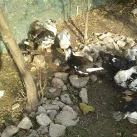 اردک|حیوانات مزرعه|سنگر, |دیوار