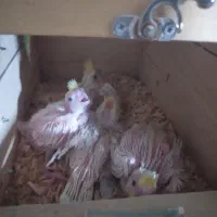 جفت عروس هلندی با چهارتا جوجه