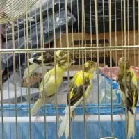 باسلام عرض ادب خدمت دوستان عزیز عشق بازان|پرنده|شهریار, شهریار|دیوار