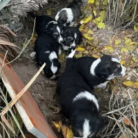 واگزاری رایگان توله سگ|سگ|پردیس, شهرک صنعتی کمرد|دیوار