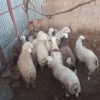 بره|حیوانات مزرعه|سپیدان, |دیوار