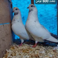 کبوتر پرشی