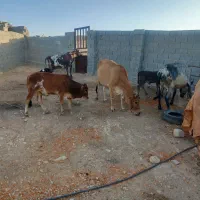گاو گوساله|حیوانات مزرعه|شیراز, بازار|دیوار