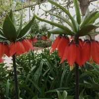 اجاره کوتاه مدت سوییت|اجارهٔ کوتاه‌مدت آپارتمان و سوئیت|فریدونشهر, |دیوار