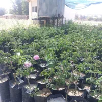 نهال انگور و انجیر و گل|گل و گیاه طبیعی|شیراز, رکن‌آباد|دیوار