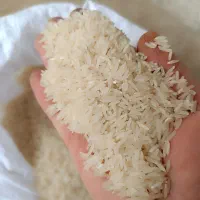 برنج فجر سوزنی و طارم هاشمی