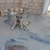 سگ سرابی|سگ|ماهنشان, |دیوار