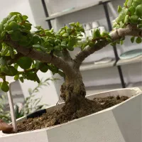 فروش انواع گیاه بنسای|گل و گیاه طبیعی|اصفهان, الهیه|دیوار