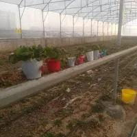 گلخانه دارای پروانه بهره برداری