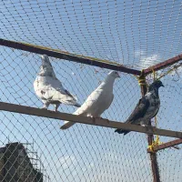 کبوتر|پرنده|رشت, ساغری سازان|دیوار