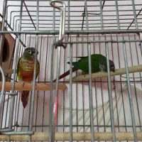 طوطی مولد و نژاددار گرینچیک وعروس هلندی آلبینو|پرنده|سقز, |دیوار