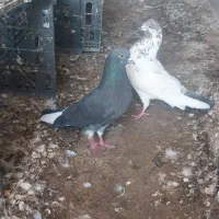 ۸عدد کبوتر درجه۱پرشی ب ضمانت