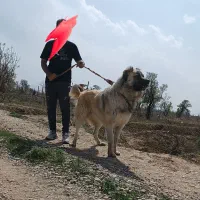 توله سرابی اصیل|سگ|تاکستان, |دیوار