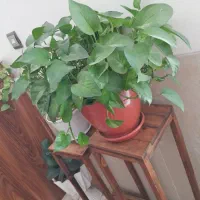 گل پتوس|گل و گیاه طبیعی|شاهرود, |دیوار