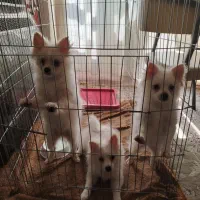 فروش سگ پامر سه ماه|سگ|نجف‌آباد, شهید رجایی|دیوار