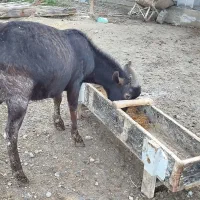 بز نر از نژاد اصل مورسیا