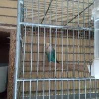 پرنده|پرنده|سهند, |دیوار