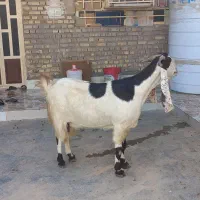 بز گلابی