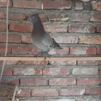 سه عدد کبوتر خوب دو ماده یک نر
