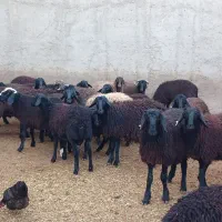 بره نر درجه یک