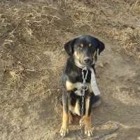 سگ سراب گله گرگرو سگ ژرمن نگهبان|سگ|صوفیان, |دیوار