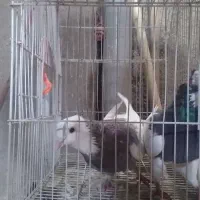 کبوتر .کفتر کاکلی|پرنده|گرگان, |دیوار