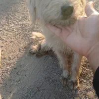 وگذاری سگ|سگ|باقرشهر, |دیوار