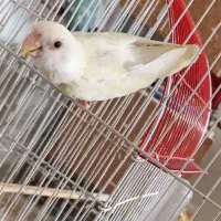 طوطی نر تازه بالغ