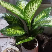 گل طبیعی|گل و گیاه طبیعی|نیشابور, گنبد سبز|دیوار