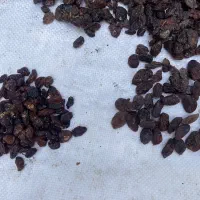 اگه کشمش ممتاز میخوای بفرمایید