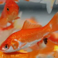 ماهی قرمز طعمه اردک