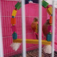 مولد گرینچیک و کتوله تضمینی|پرنده|مشهد, ویلاشهر|دیوار