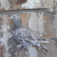 دو نر سار کاکلی