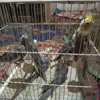 فروش جوجه عروس هلندی دستی