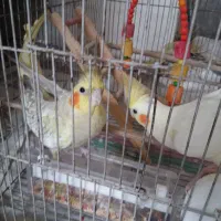 عروس هلندی|پرنده|شفت, |دیوار