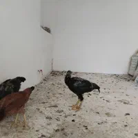 چهارعددلاری بفروش میرسد|حیوانات مزرعه|شبستر, |دیوار