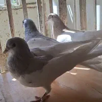 کفتر یال الماسی و یال زرد