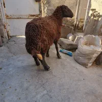 گوسفند آبستن داشتی درجه یک|حیوانات مزرعه|بندر ماهشهر, |دیوار