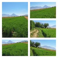 فروش-زمین-کشاورزی