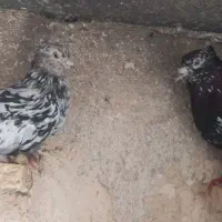 جفت سرور دم سفید