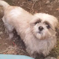 سگ پا کوتاه