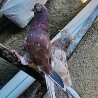 نر و ماده سرور