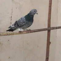 کبوتر یا کفتر|پرنده|قم, تولید دارو و یخچال|دیوار