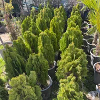گیاهان زینتی فضای باز برای باغ ، ویلا و حیاط|گل و گیاه طبیعی|تهران, هروی|دیوار