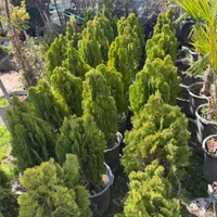 گیاهان زینتی فضای باز برای باغ ، ویلا و حیاط|گل و گیاه طبیعی|تهران, هروی|دیوار