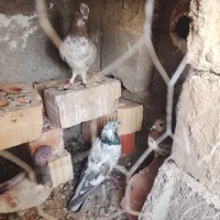 کفتر