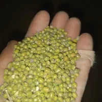 ماش برداشت هیسه|خدمات باغبانی و درختکاری|دره شهر, |دیوار