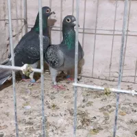 ساعت طرح کبوتر